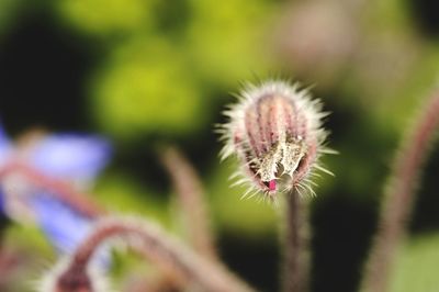 Close-up of dandelion flower on field