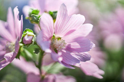 Close-up of pink flowering plant