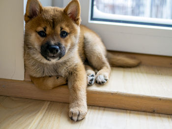 Close-up of dog on hardwood floor