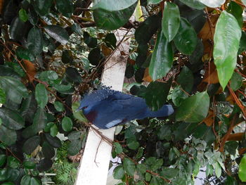 Close-up of bird perching on plant