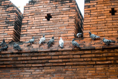 Low angle view of pigeons perching on brick wall