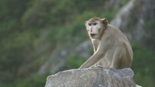 Monkey looking away on rock