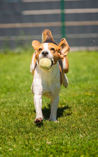 Dog run beagle jumping fun in the backyard with a green ball. canine theme