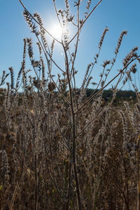 Close-up of dry plants on field against sky