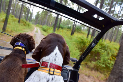 Rear view of dog in car