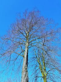 Low angle view of tree against blue sky