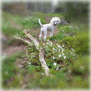 Dog standing on field