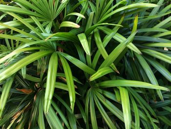 Full frame shot of green plants