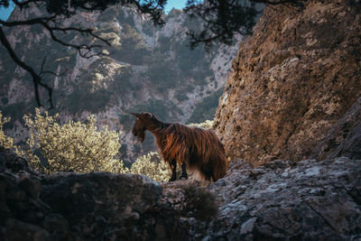 Goat looking away while standing on rock