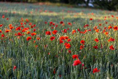 Beautiful red poppies at sunset. field with blooming poppies. green stems and red flowers.