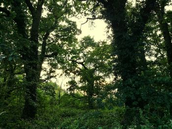 Trees in forest