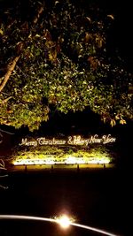 Illuminated trees at night