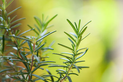 Close-up of plant growing on field