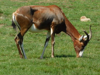 Horses grazing in a field