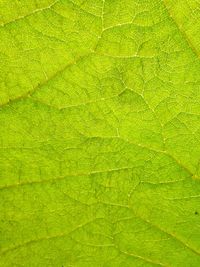 Full frame shot of green leaf