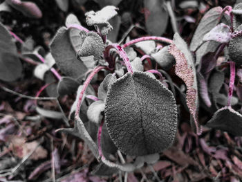 Close-up of plant