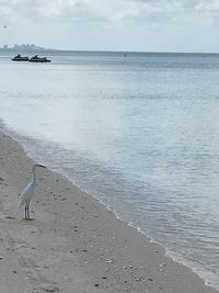 View of seagulls on beach