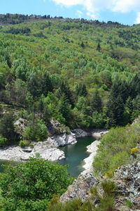 Scenic view of river amidst trees in forest
