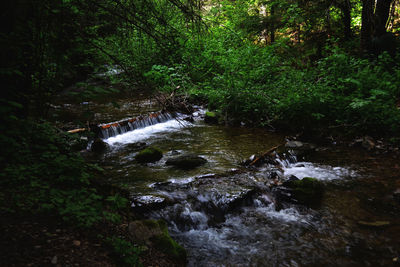 Scenic view of waterfall in forest