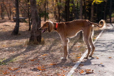 Dogs walking on field