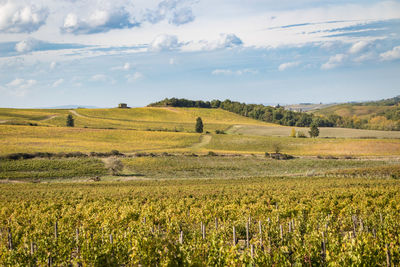 Scenic view of agricultural field against sky