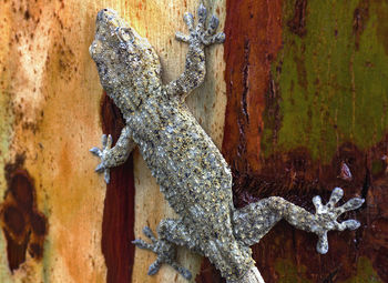 Close-up of lizard on tree trunk