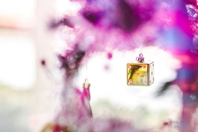 Close-up of pink flower hanging on tree