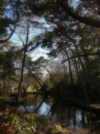 Low angle view of trees in forest against sky