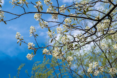 Low angle view of apple blossoms in spring against sky