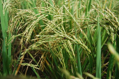 Full frame shot of crops growing on field