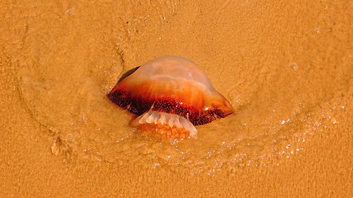 Close-up of jellyfish on shore