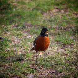 Bird on grass