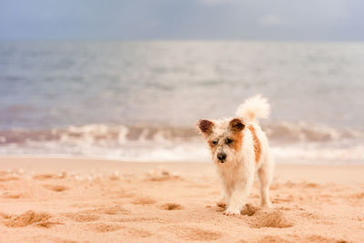 Dog on beach