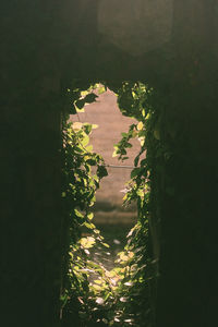 High angle view of flowering plants and trees in sunlight