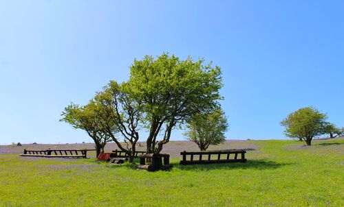 Trees on grassy field against clear blue sky