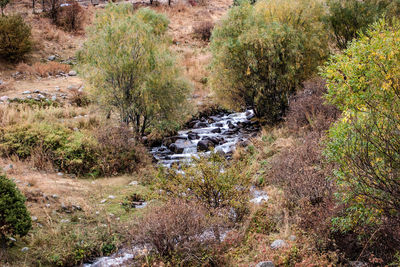 wilderness