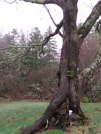 Low angle view of elephant on tree against sky