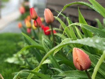 Close-up of wet red flowering plant