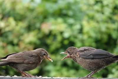 Close-up of bird perching on plant