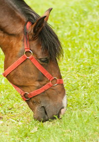 Horse in a field