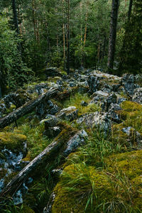 Trees in forest