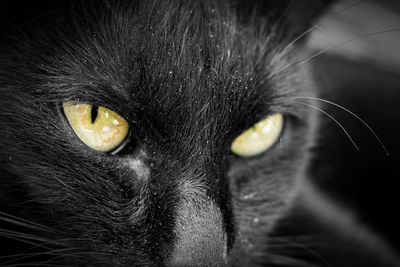 Close-up portrait of cat
