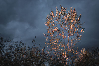 Low angle view of flowering plant against sky