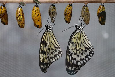 Close-up of butterfly