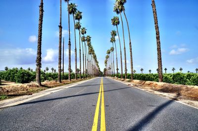 Empty street amidst palm tree