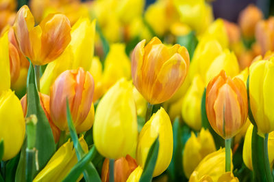 Close-up of yellow tulips