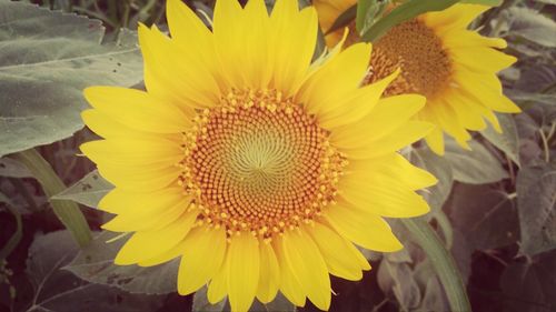 Close-up of sunflower