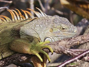 Close-up of a lizard