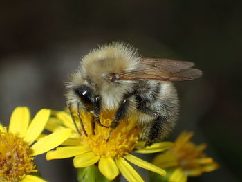 Close-up of bee pollinating on flower