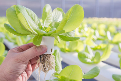 Cropped hand holding vegetable in greenhouse